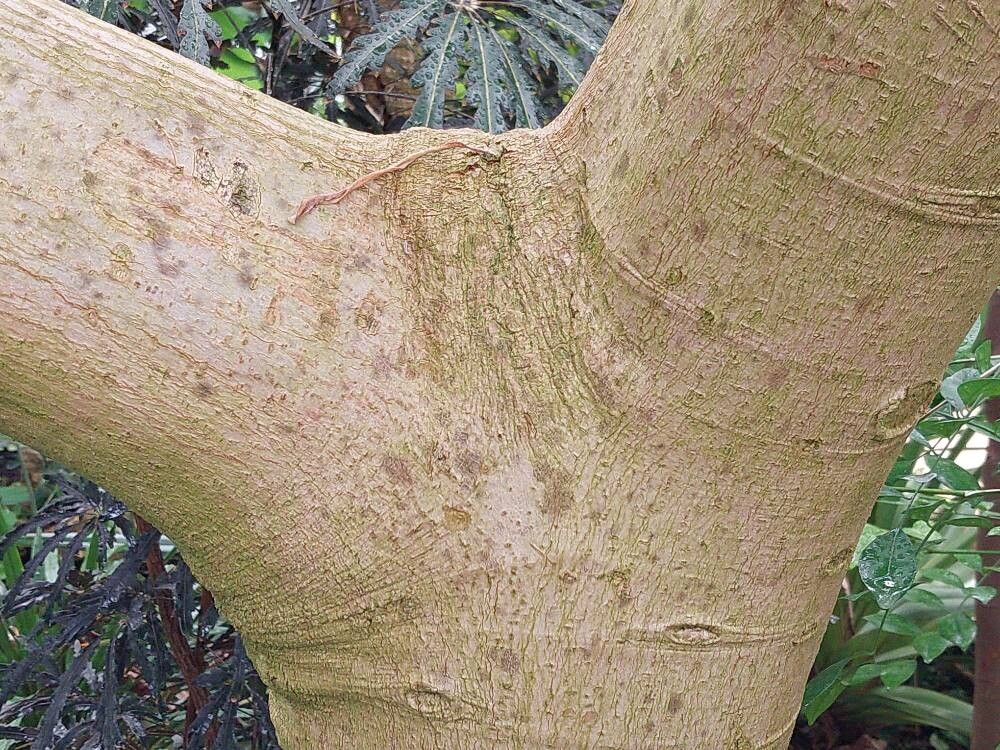Magnolia × alba bark
