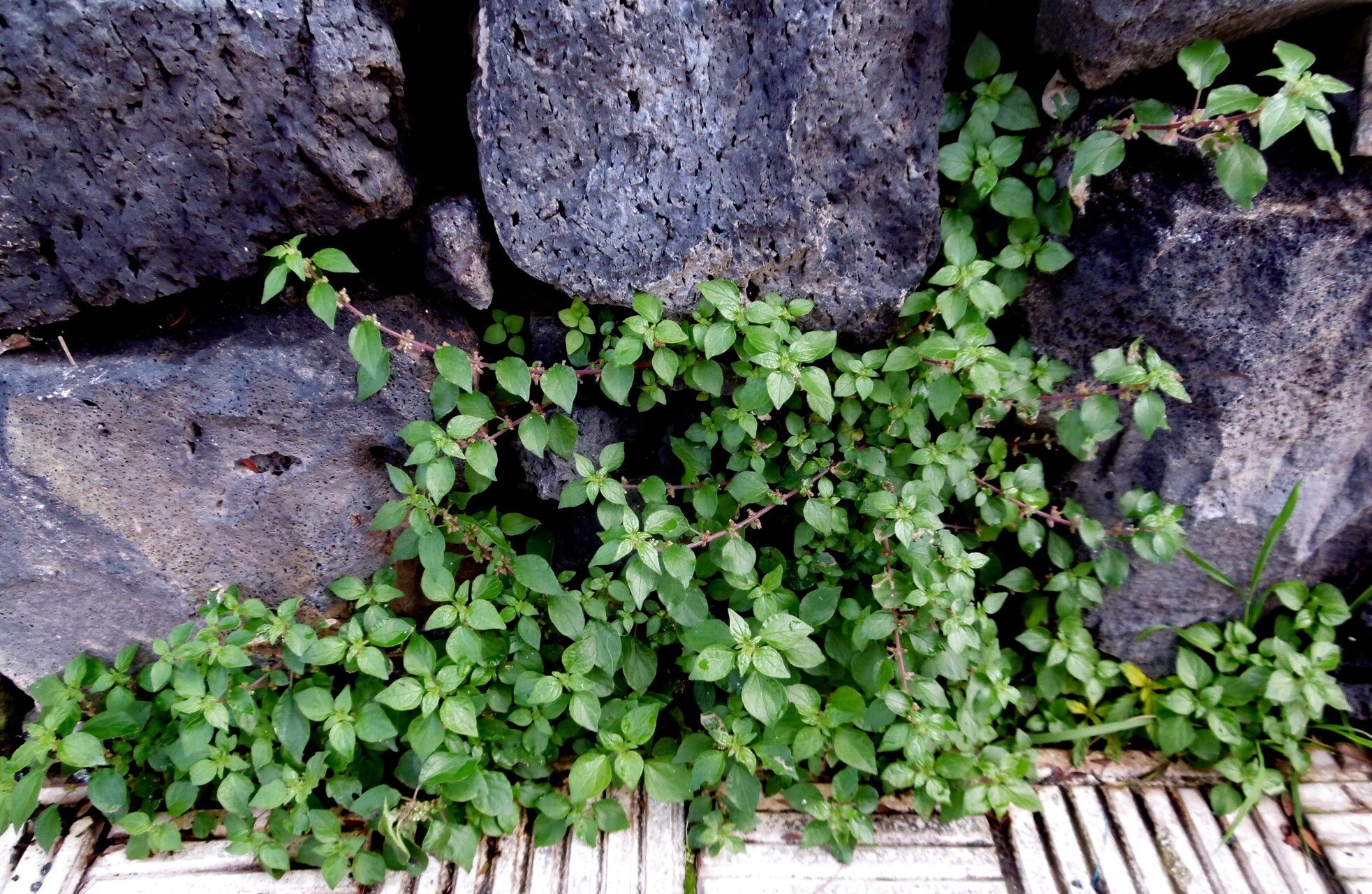 Parietaria filamentosa habit