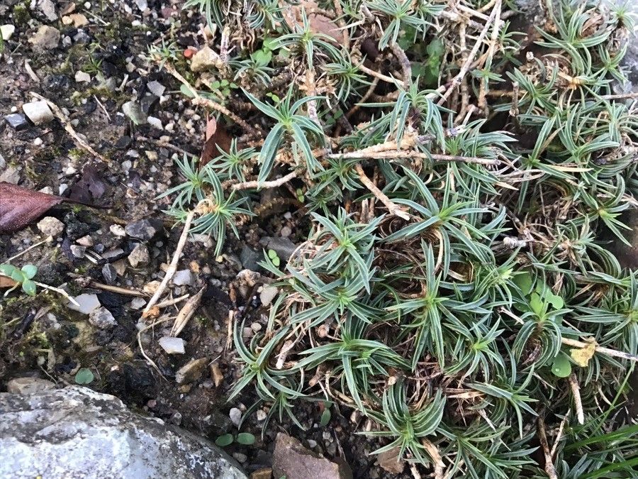 Dianthus laricifolius — search result for 'Dianthus'