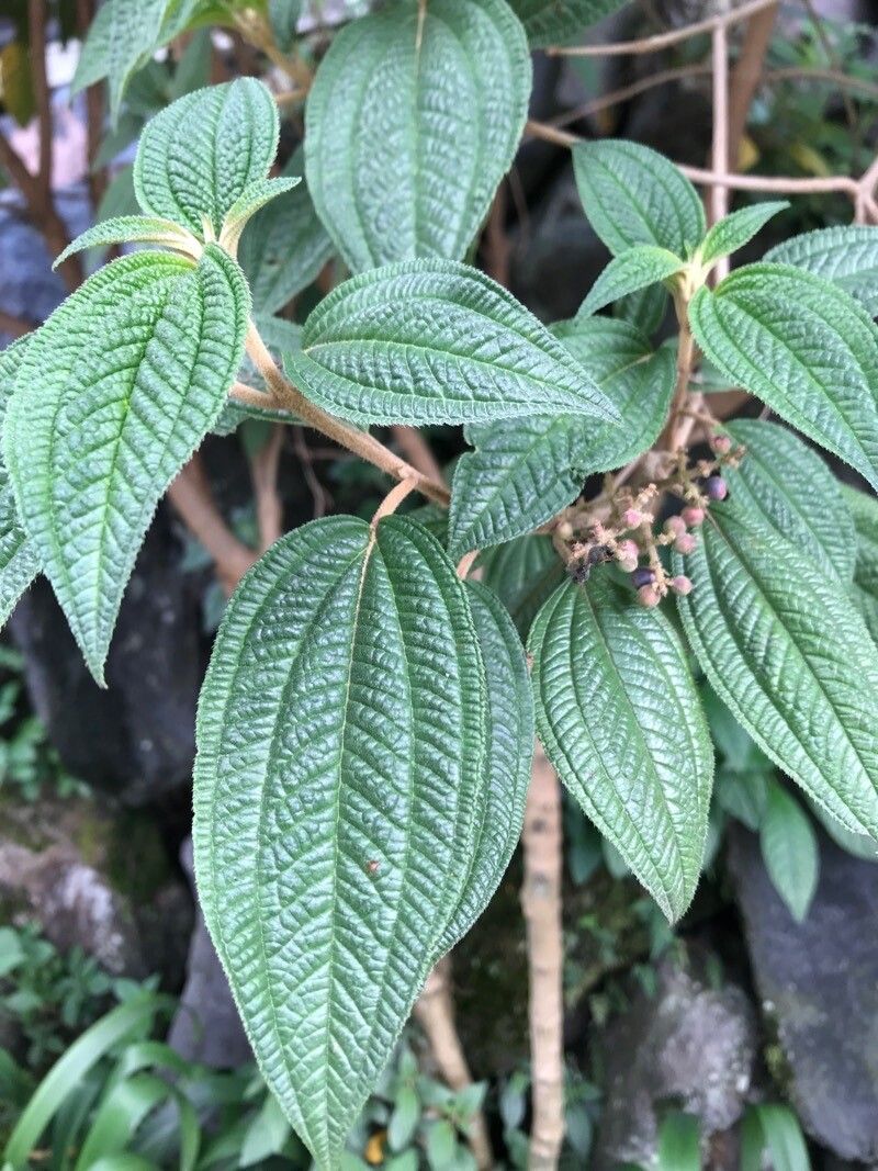 Miconia subseriata — houseplant care guide