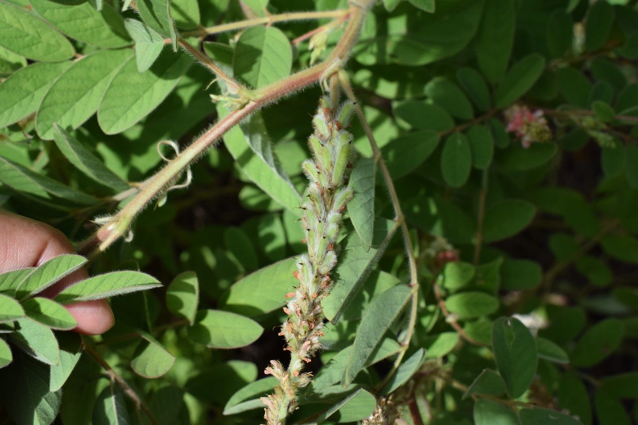 Indigofera astragalina fruit