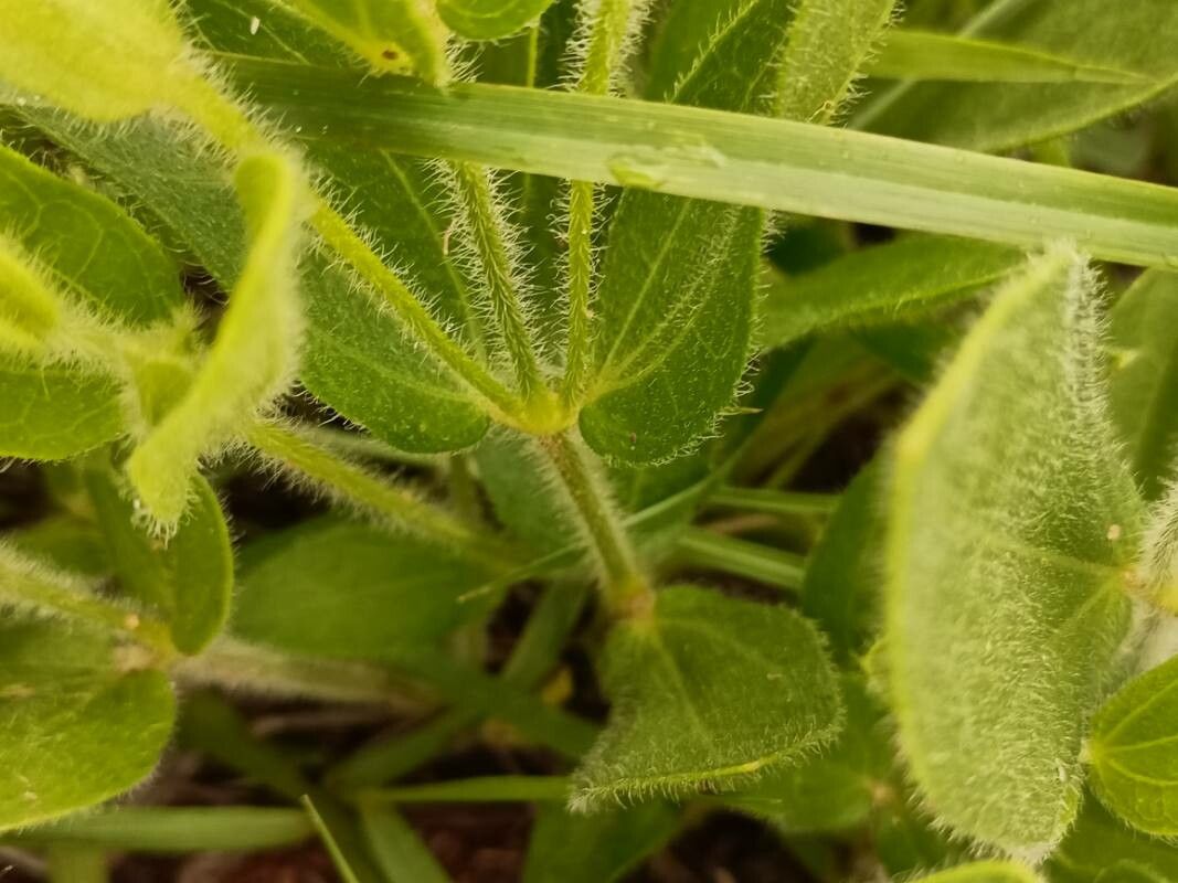 Thunbergia atriplicifolia bark