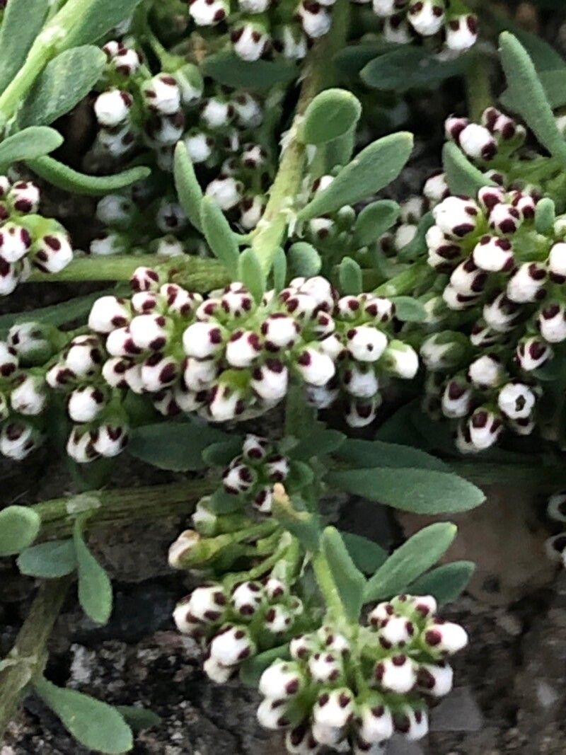 Corrigiola littoralis flower
