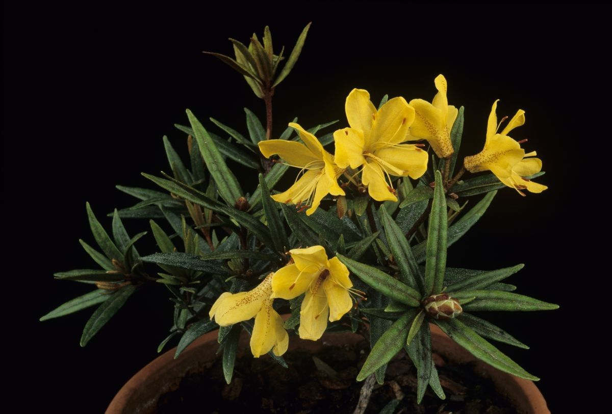 Rhododendron lineare flower