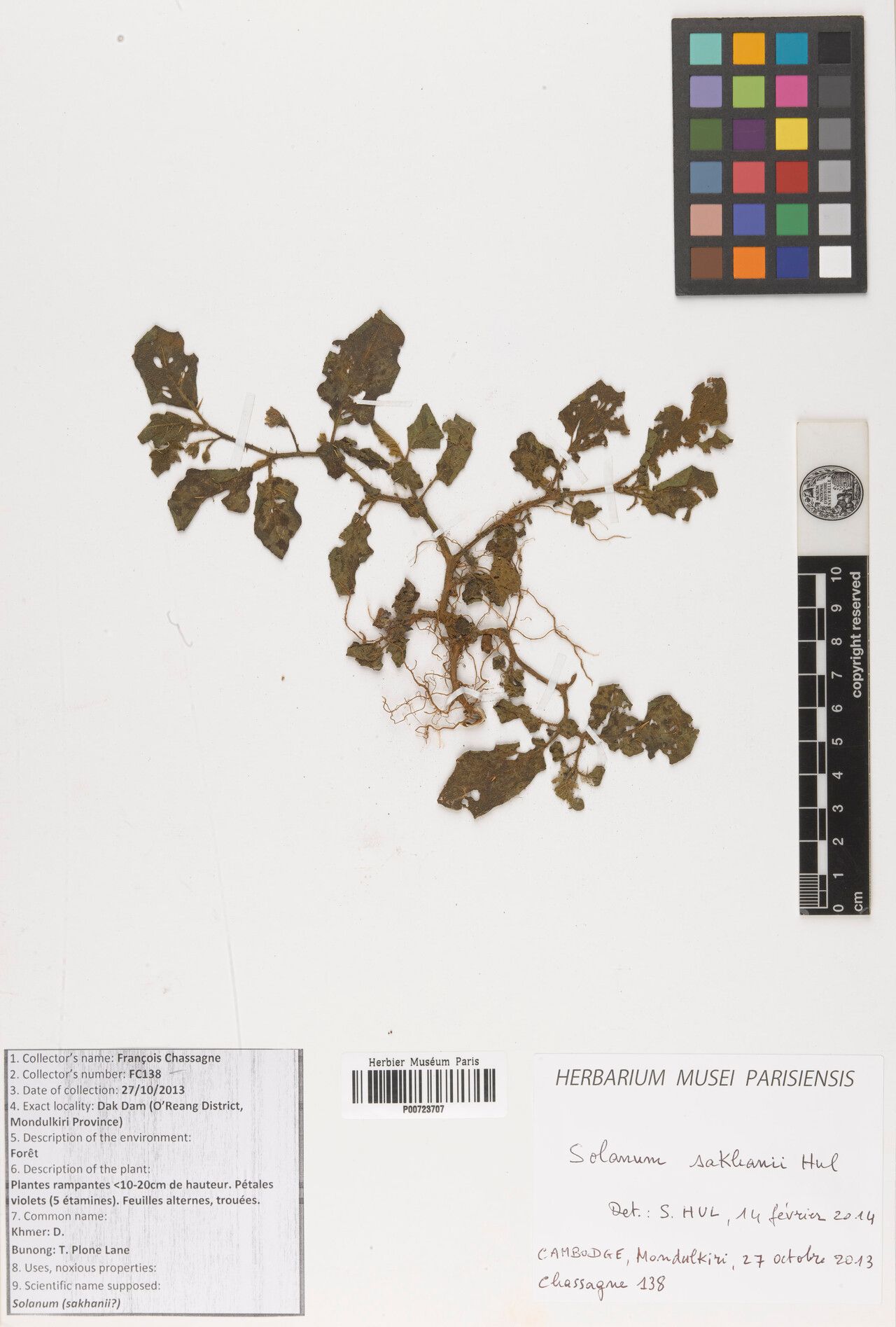 Solanum cyanocarphium — houseplant care guide