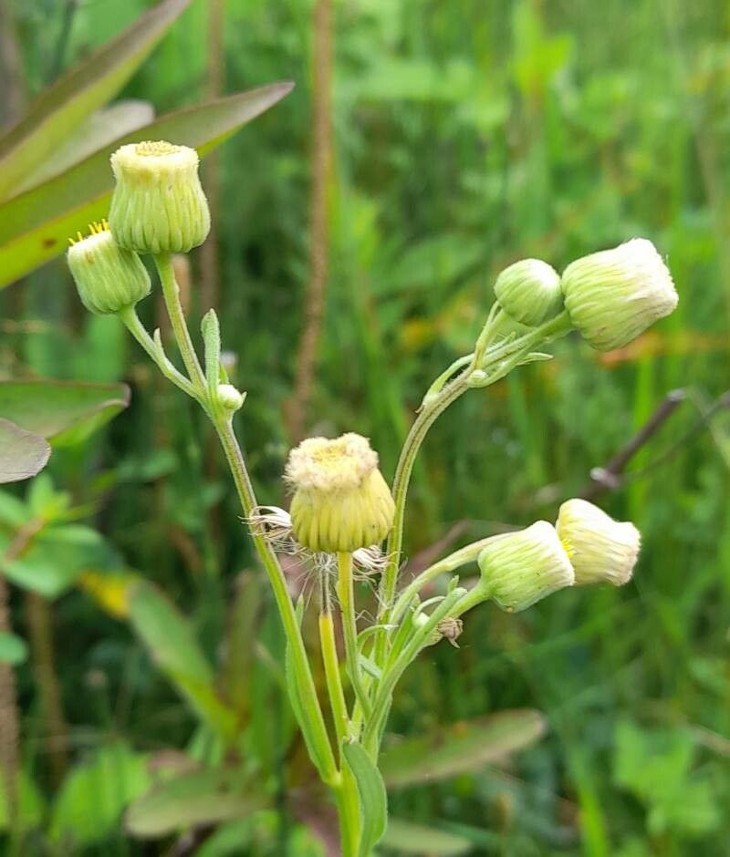 Erigeron primulifolius flower