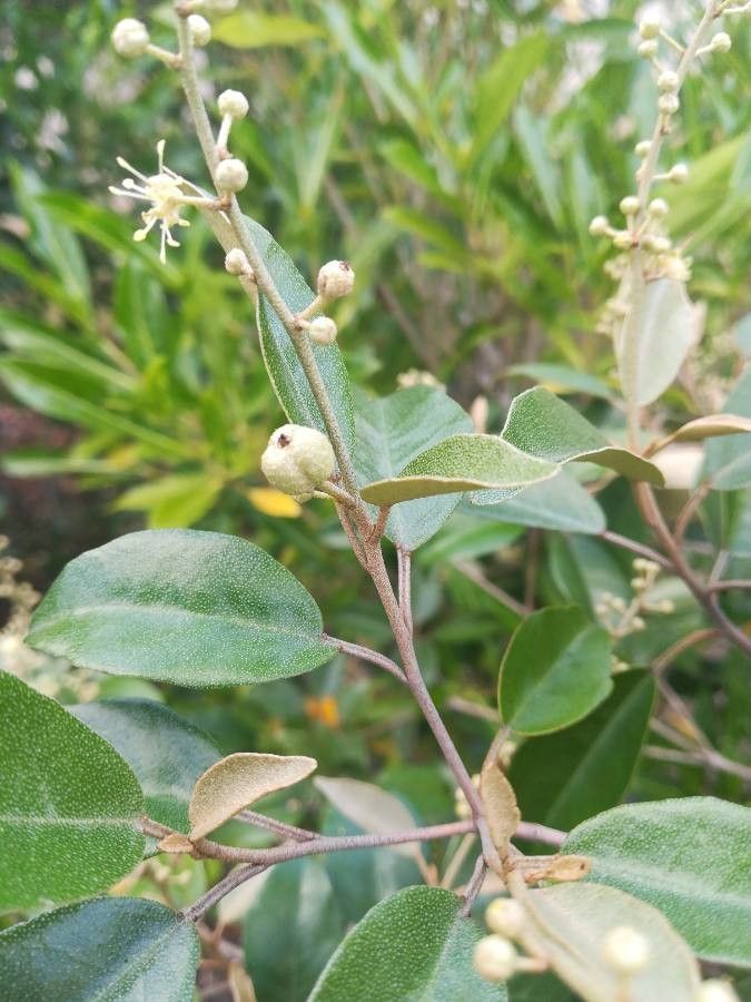 Croton insularis fruit