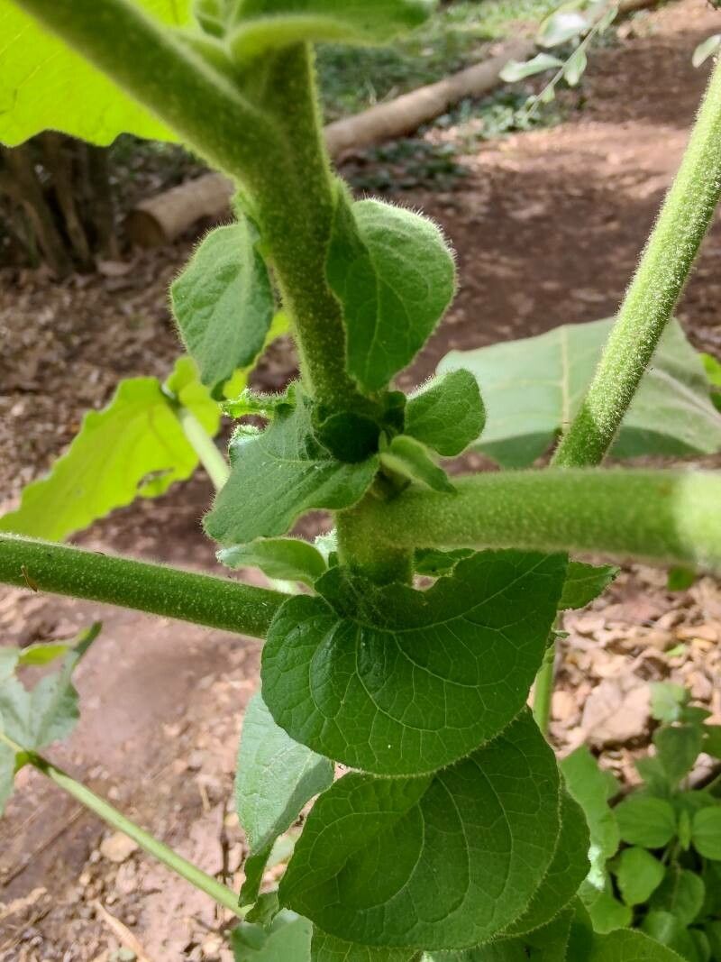 Solanum abutiloides leaf
