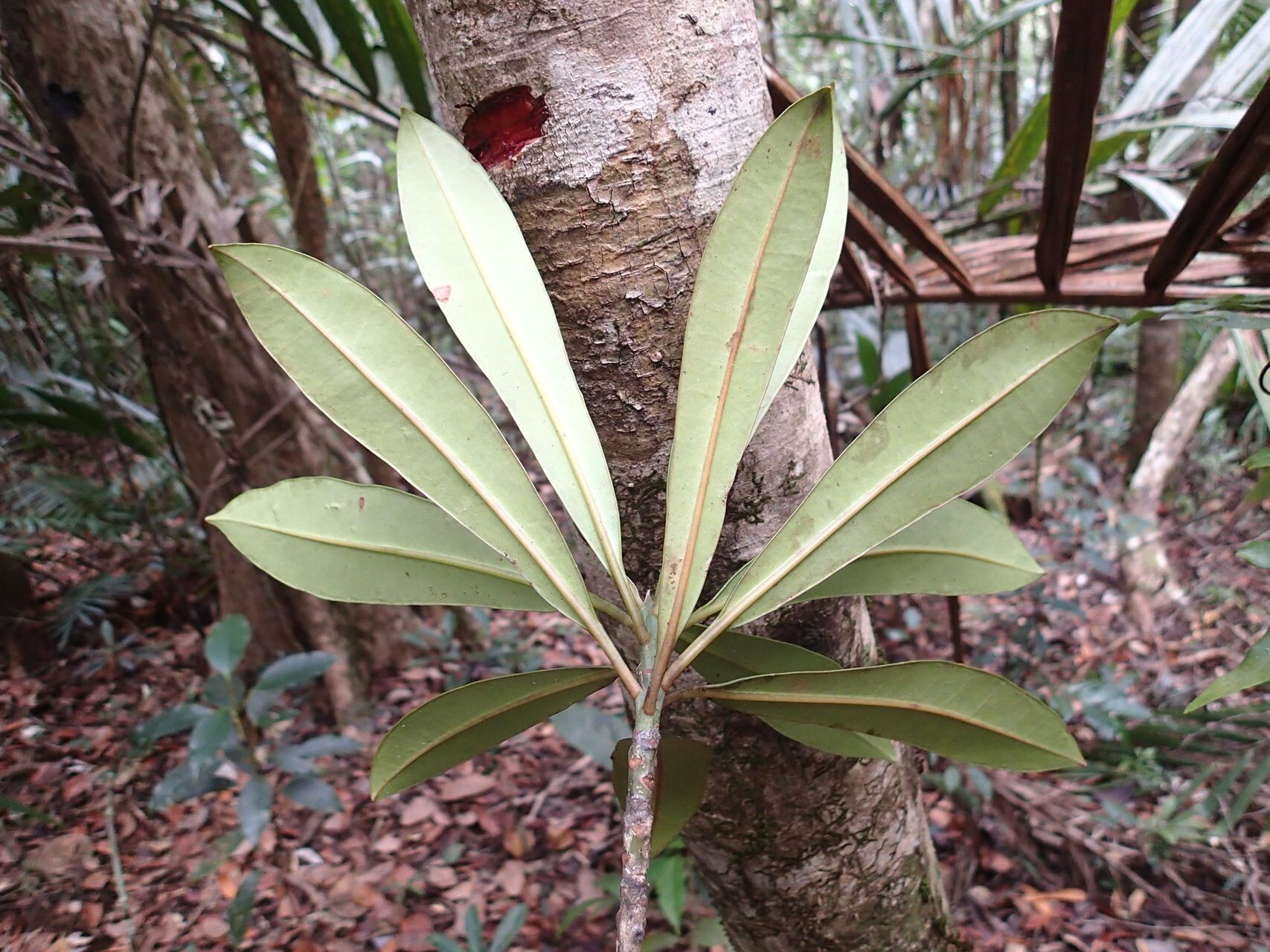 Baloghia bureavii leaf