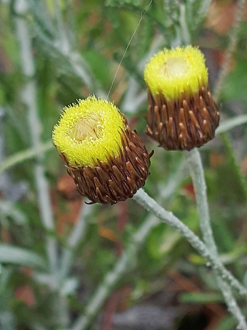 Phagnalon graecum flower