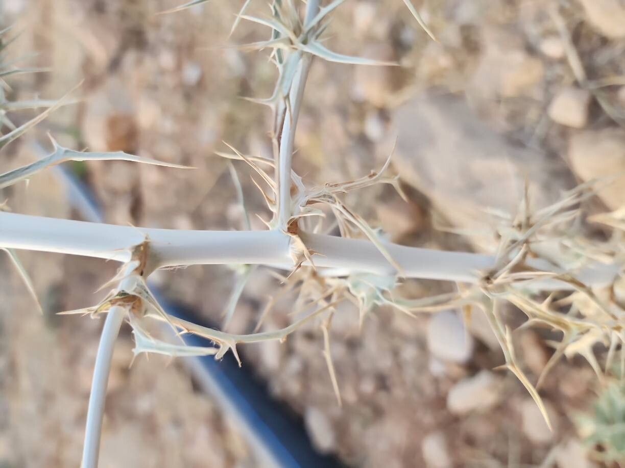 Eryngium billardierei bark