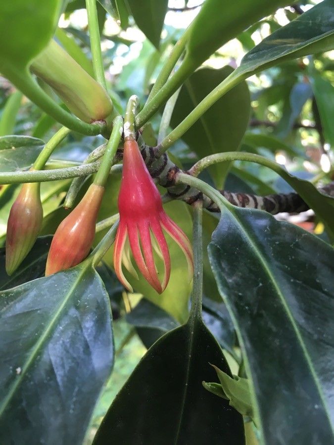 Kandelia candel flower