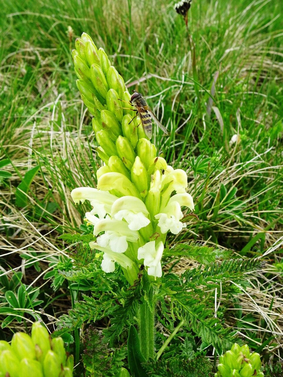 Pedicularis comosa flower