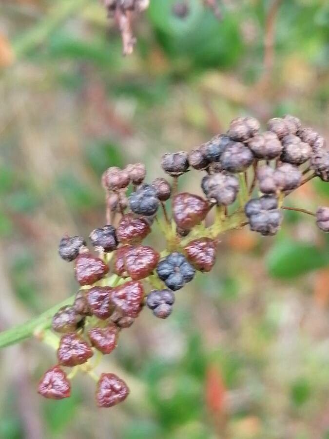 Ceanothus arboreus fruit