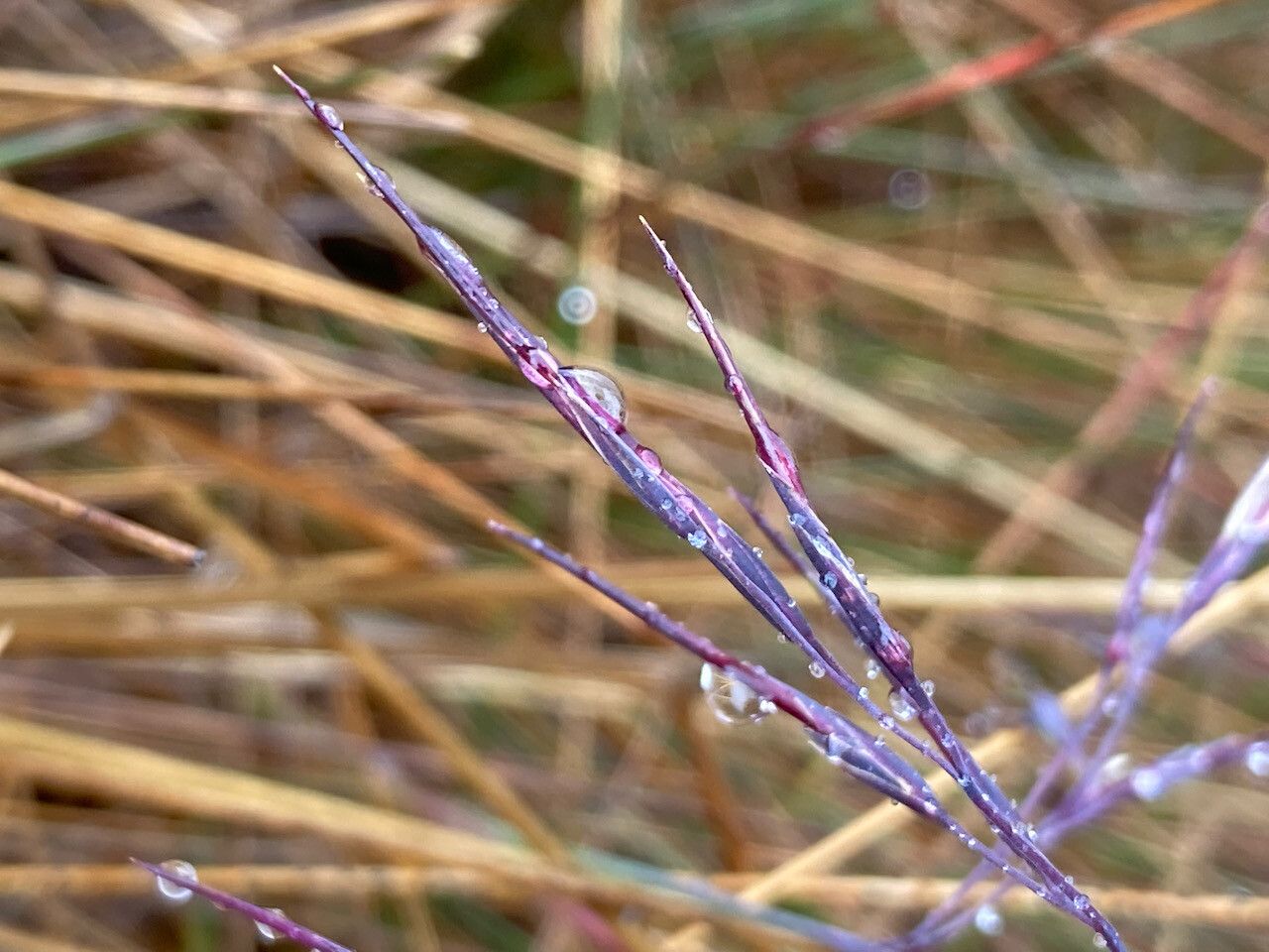 Festuca asplundii flower