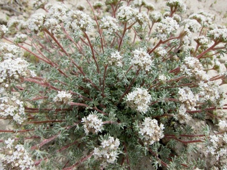 Ipomopsis congesta habit