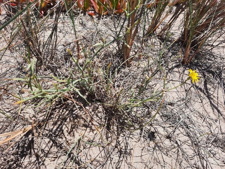 Launaea fragilis habit