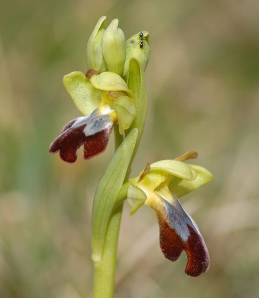 Ophrys delforgei — houseplant care guide