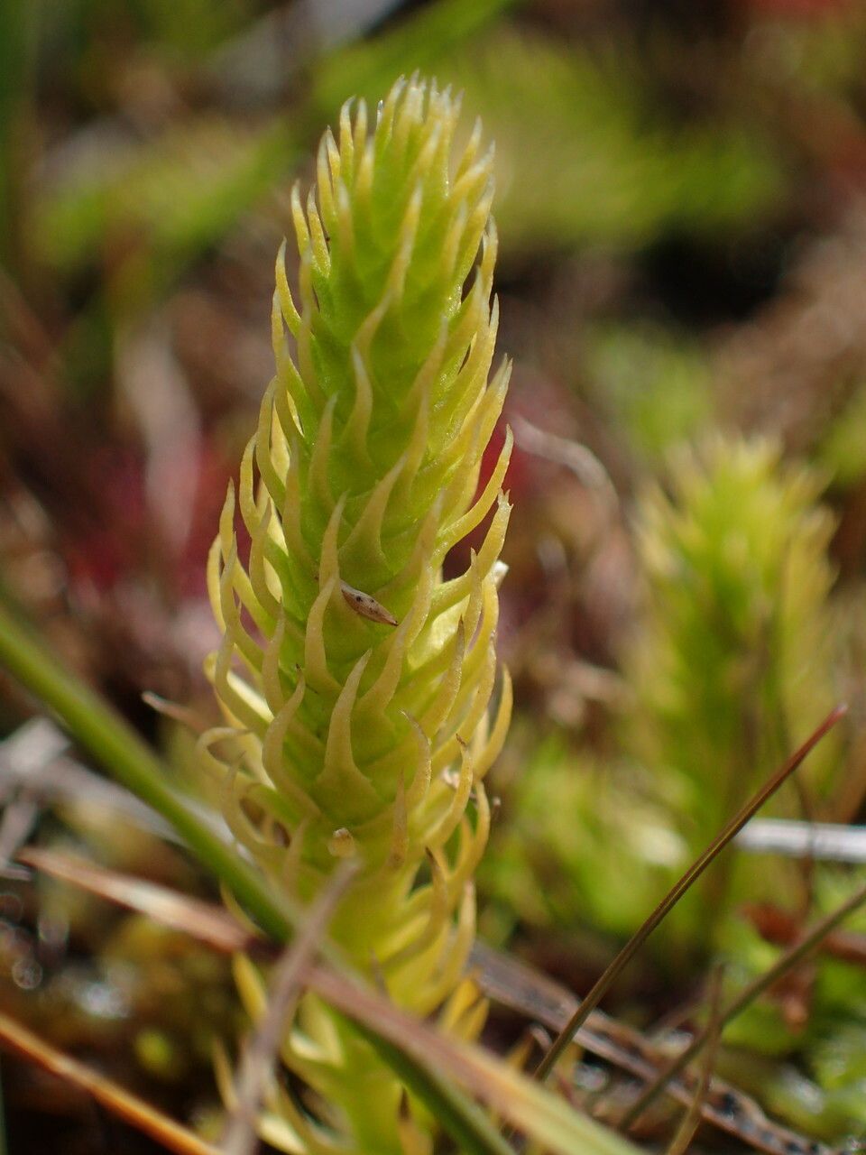 Lycopodiella inundata leaf
