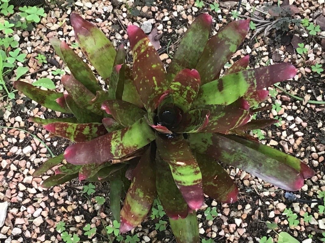 Neoregelia johannis — houseplant care guide