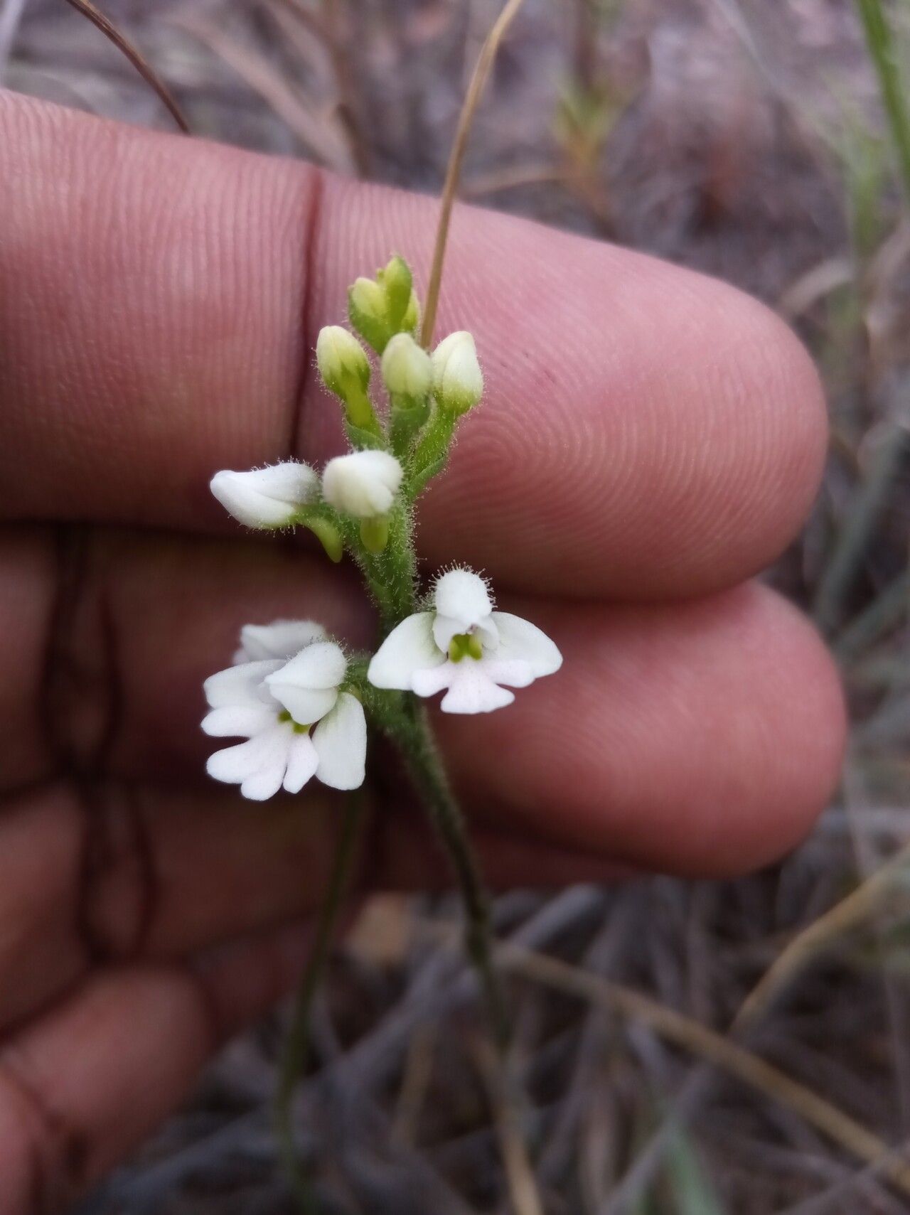 Cynorkis jumelleana flower