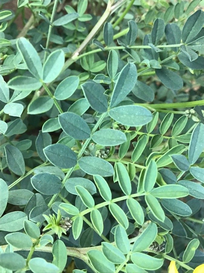 Hippocrepis valentina leaf