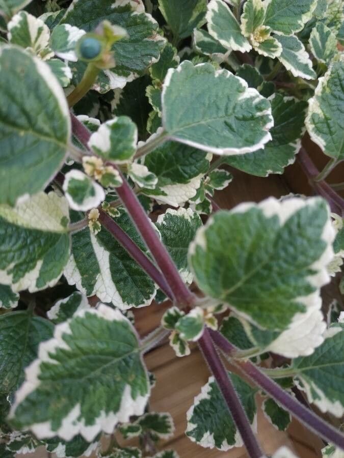 Coleus madagascariensis bark