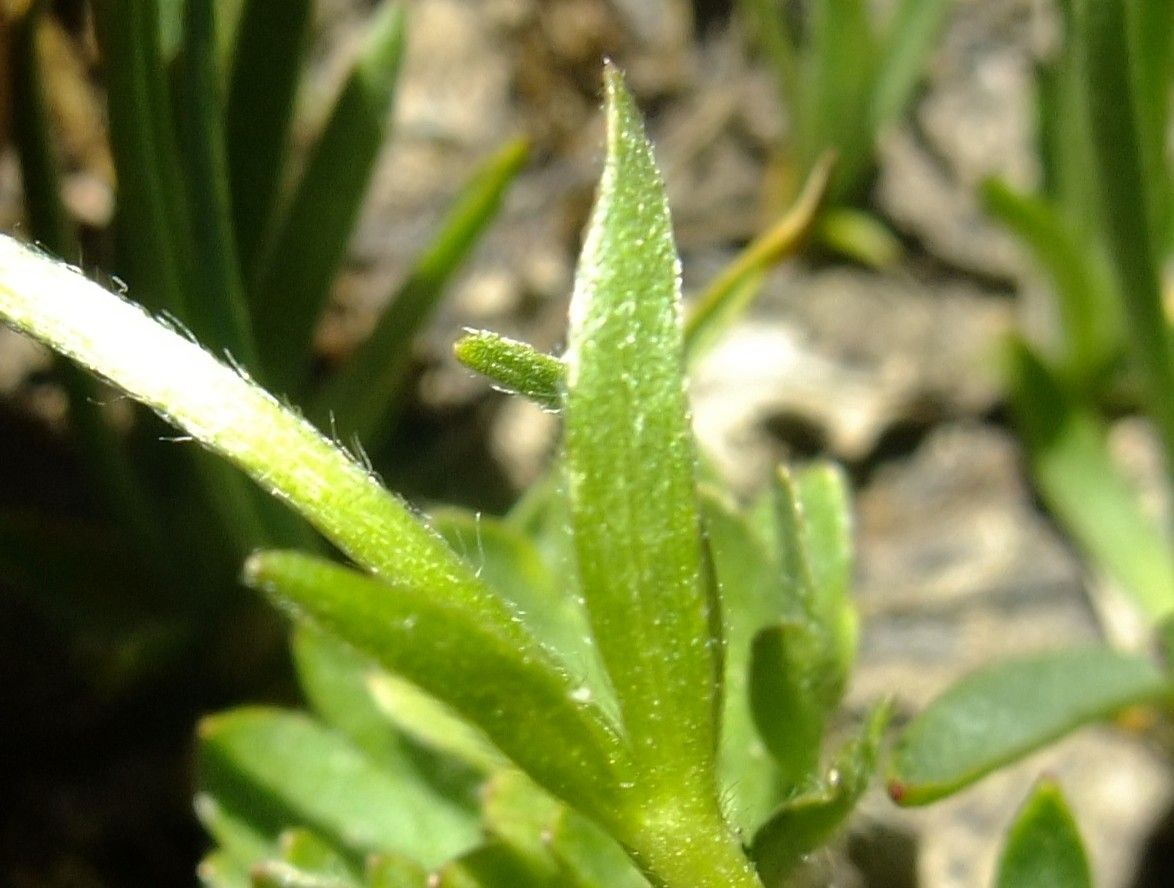 Ranunculus breyninus — houseplant care guide