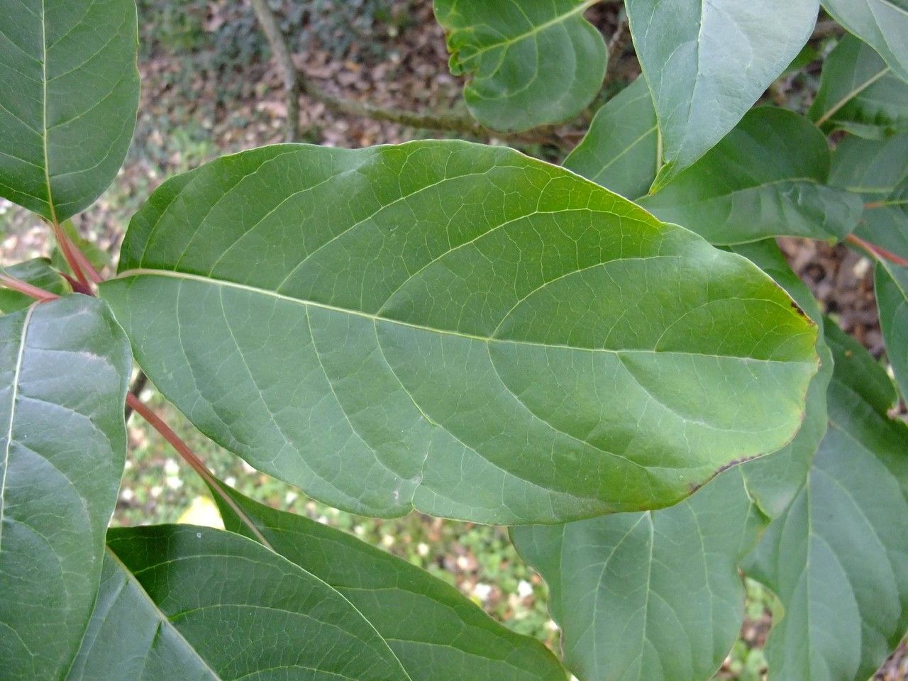 Emmenopterys henryi leaf