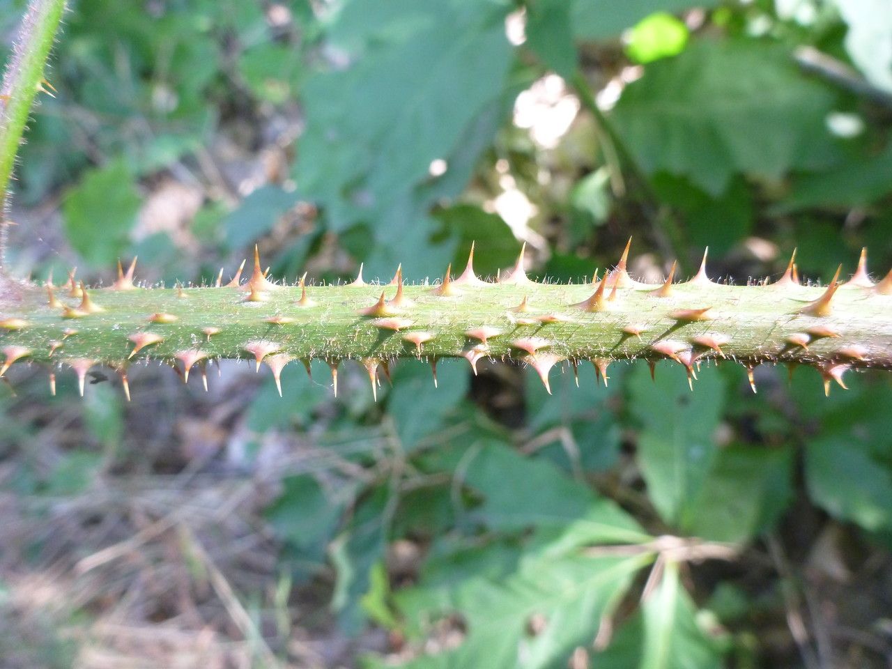 Rubus campaniensis bark