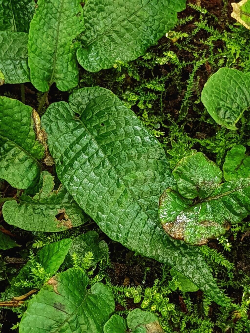 Thelypteris simplex leaf