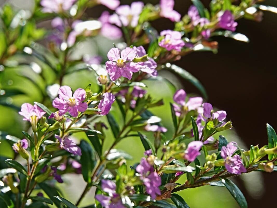 Cuphea hookeriana leaf