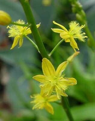 Bulbine alooides flower