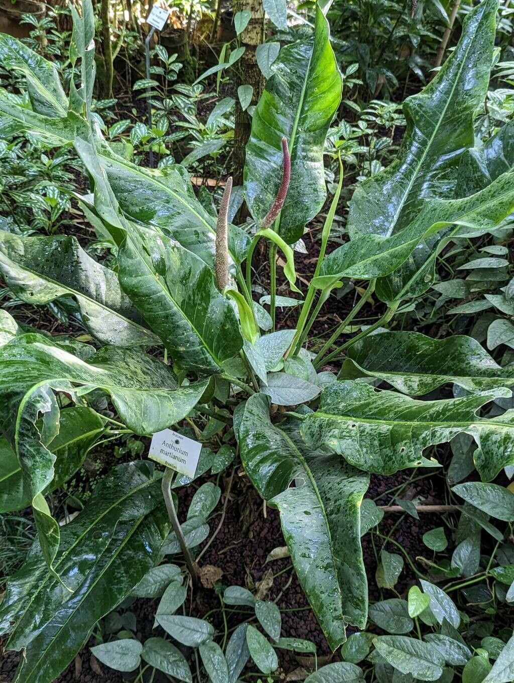 Anthurium martianum habit