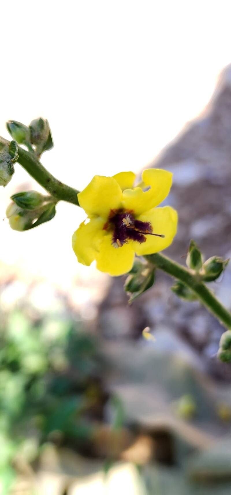 Verbascum carmanicum flower