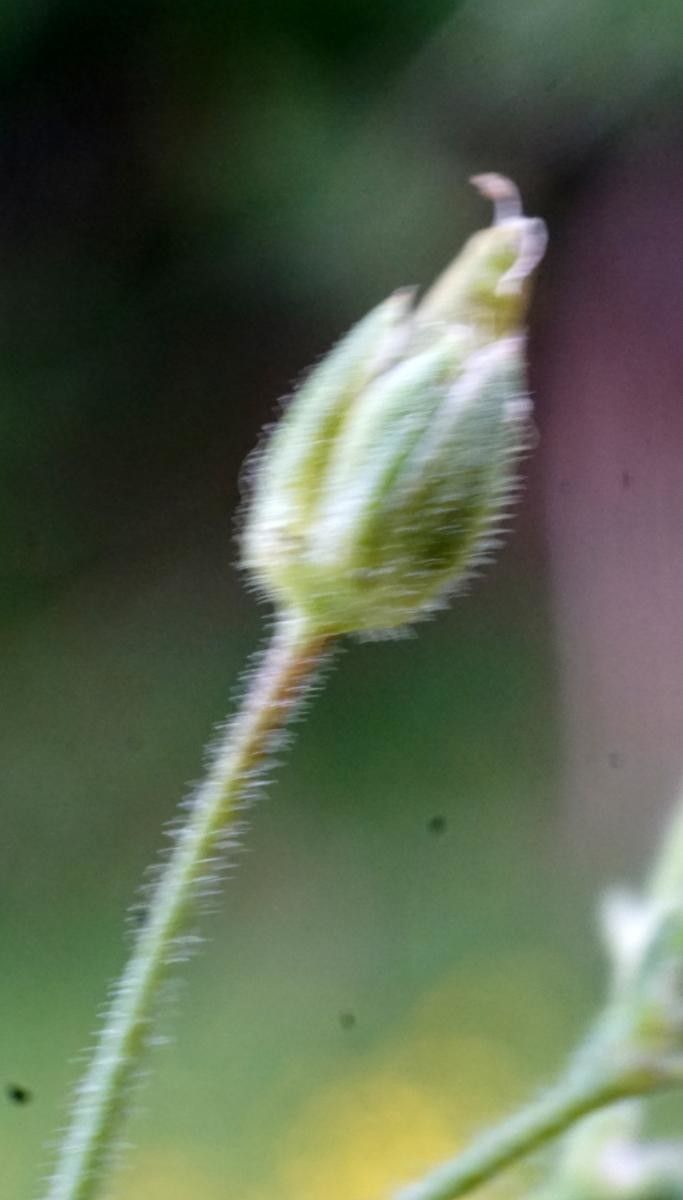 Minuartia mucronata fruit