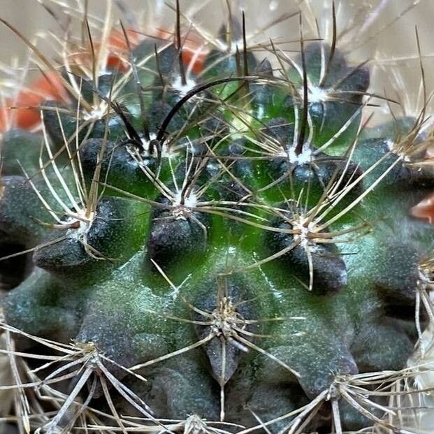 Eriosyce calderana habit