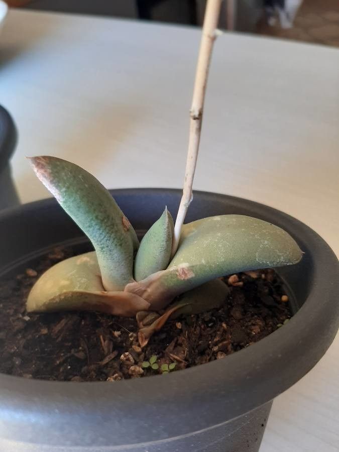 Gasteria glomerata leaf