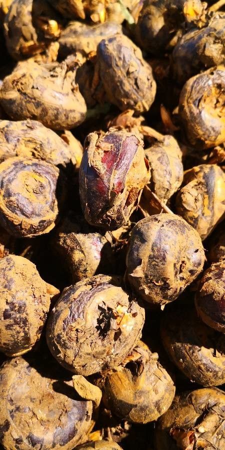 Eleocharis dulcis fruit