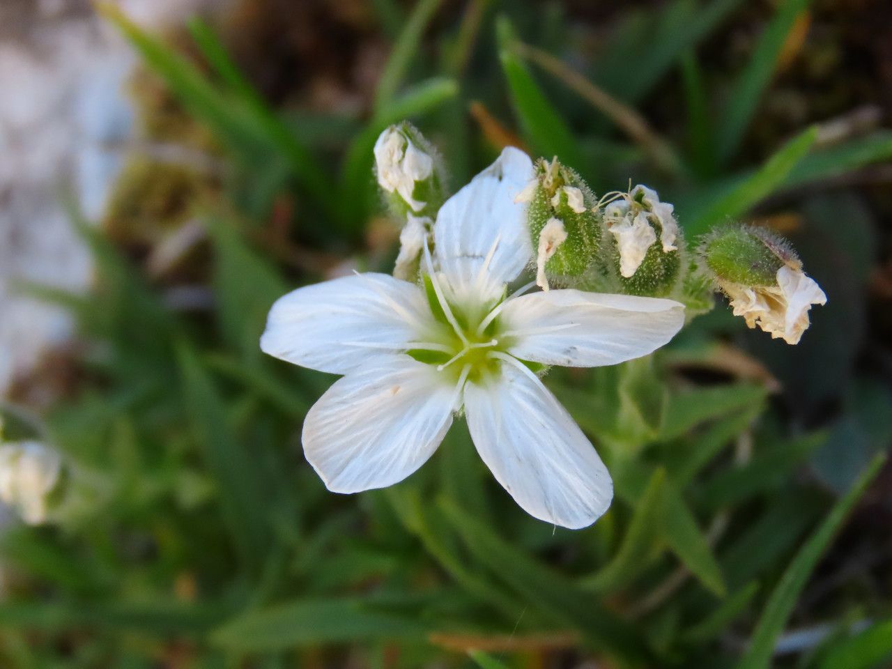 Minuartia graminifolia flower