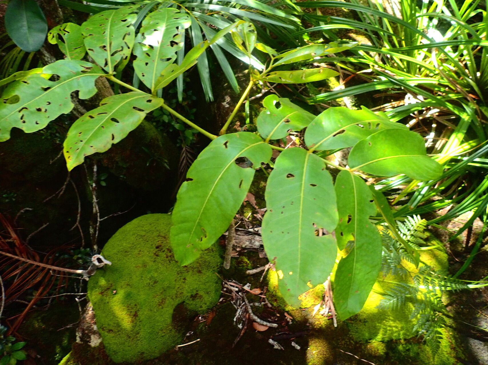 Polyscias lionnetii — search result for 'Polyscias'