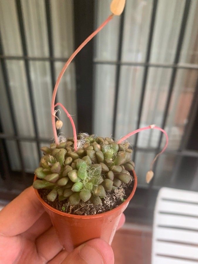 Anacampseros retusa leaf