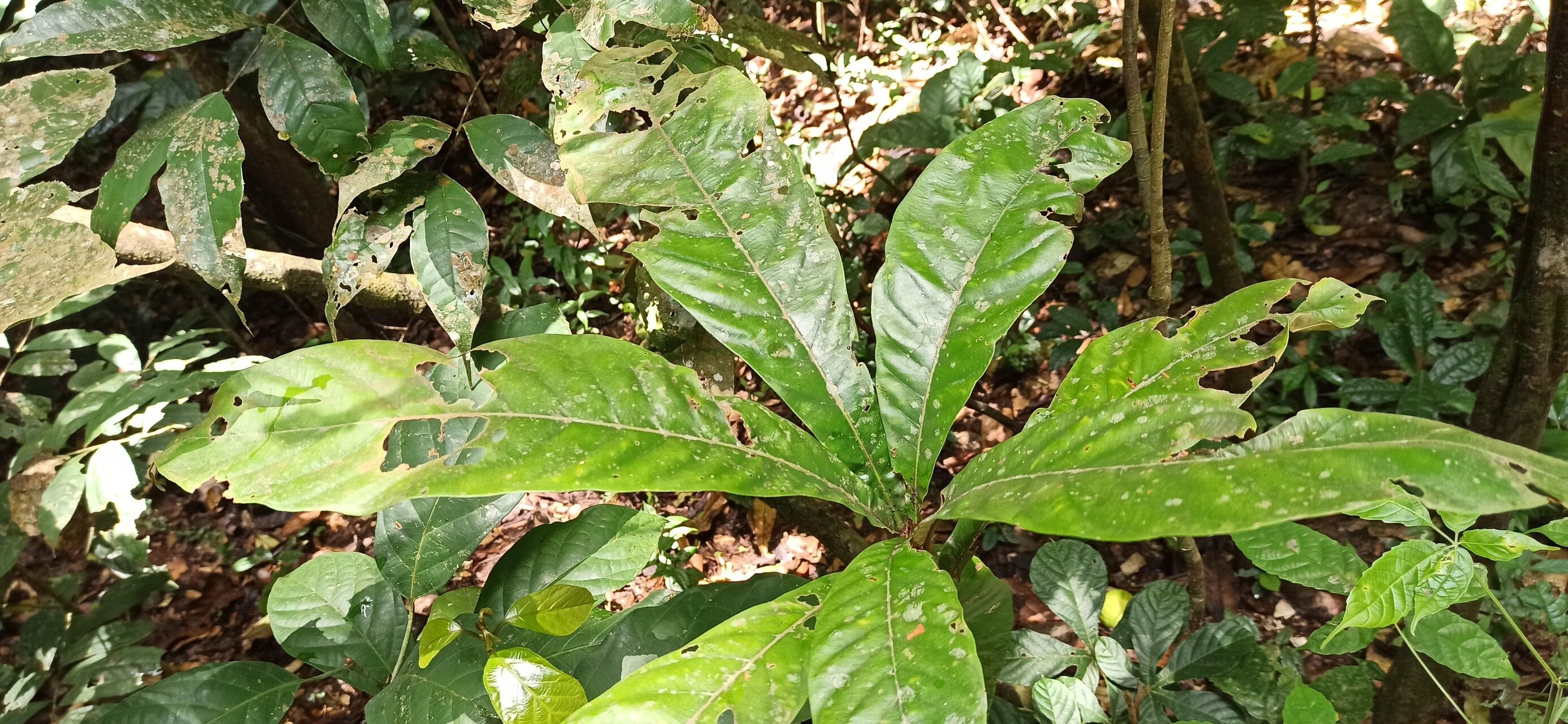 Synsepalum msolo — houseplant care guide