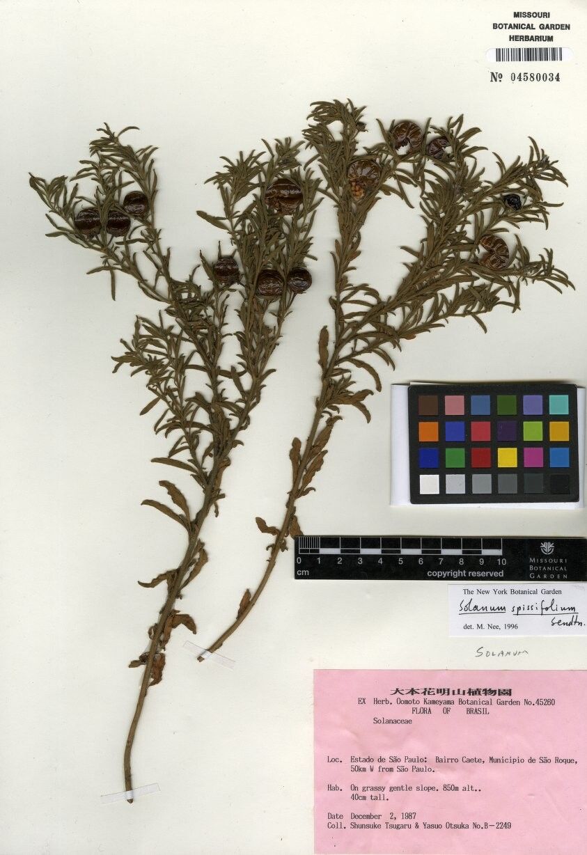 Solanum spissifolium — houseplant care guide