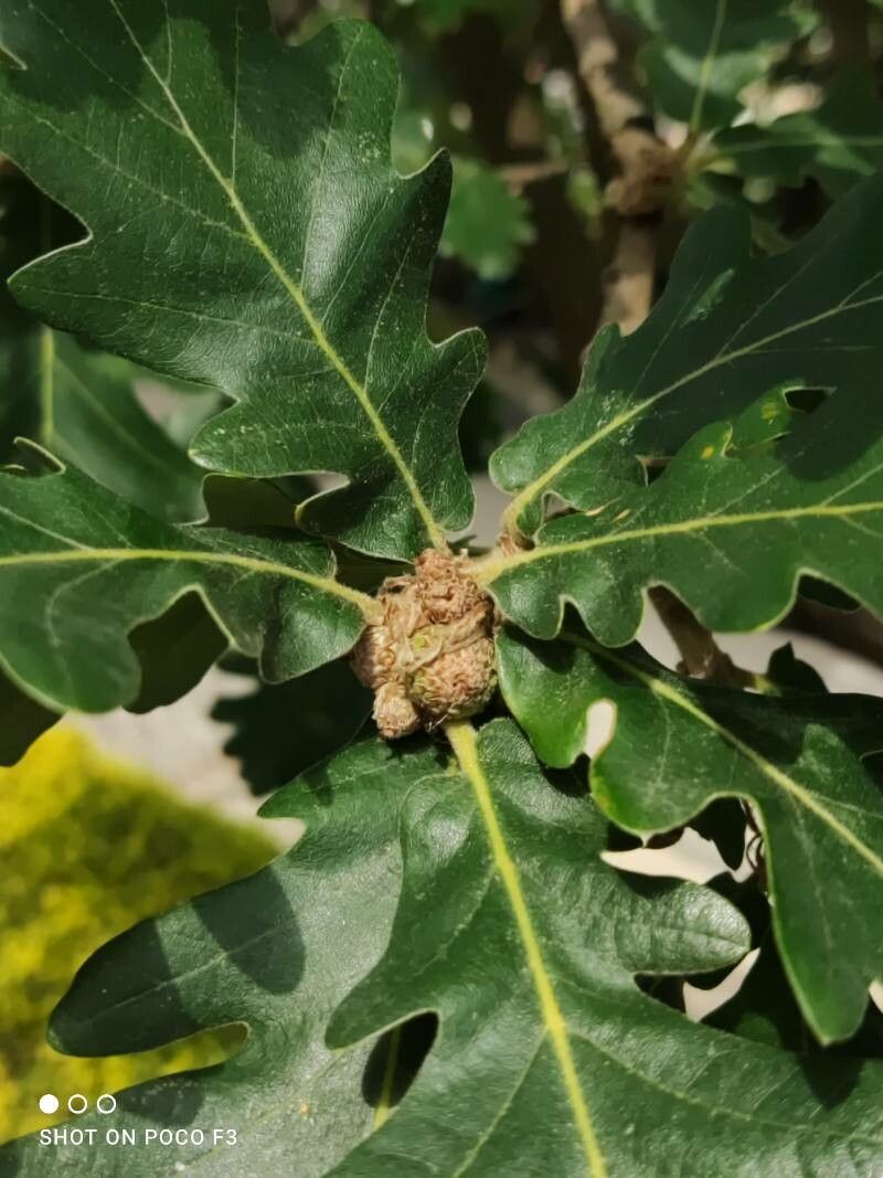 Quercus frainetto fruit