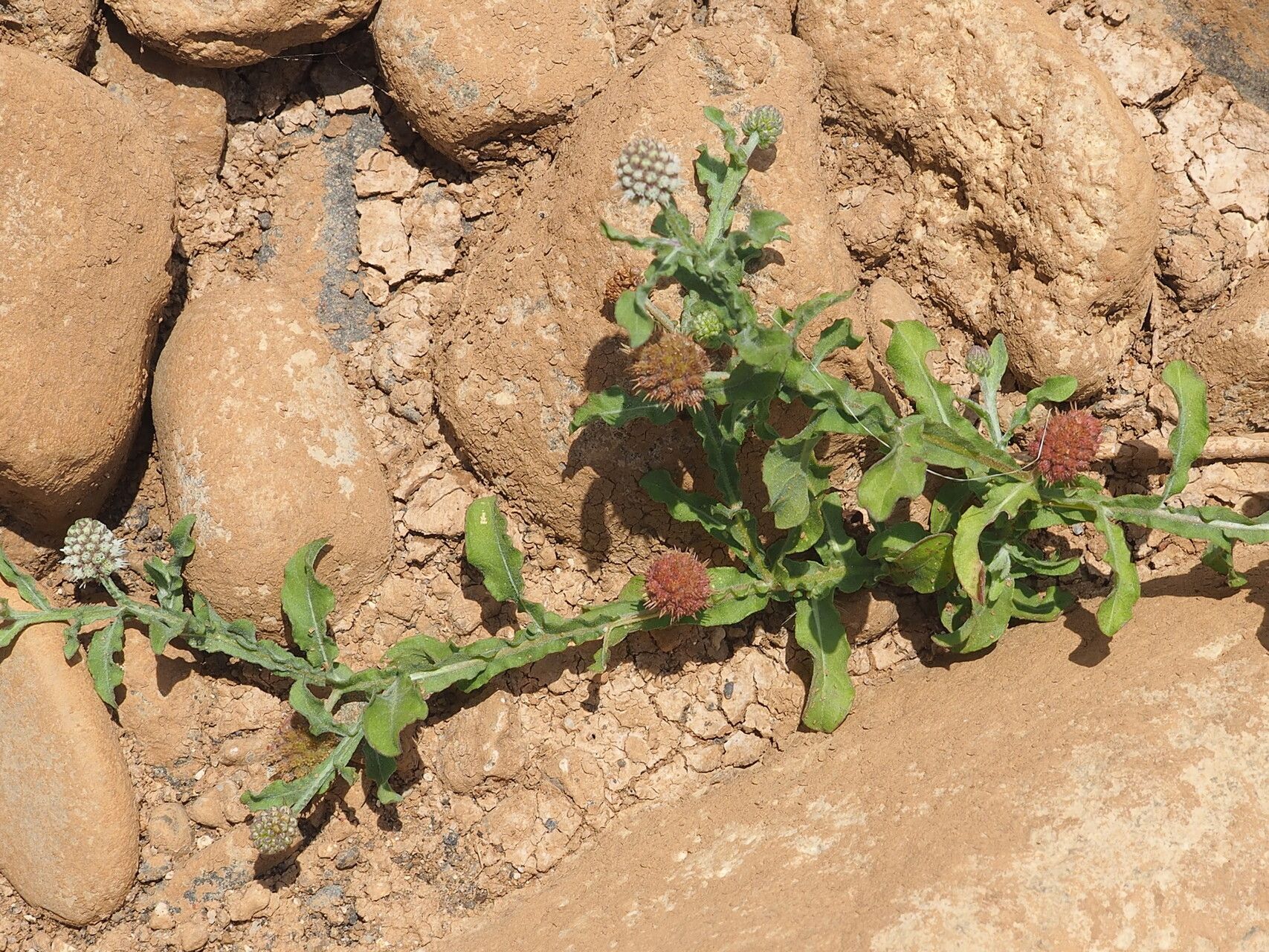 Sphaeranthus africanus — related species from the same genus
