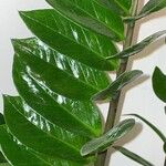 Zamioculcas zamiifolia