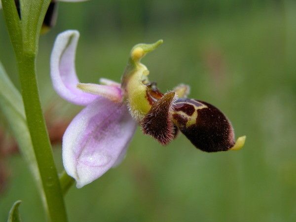 Ophrys x pseudapifera — search result for 'Ophrys'
