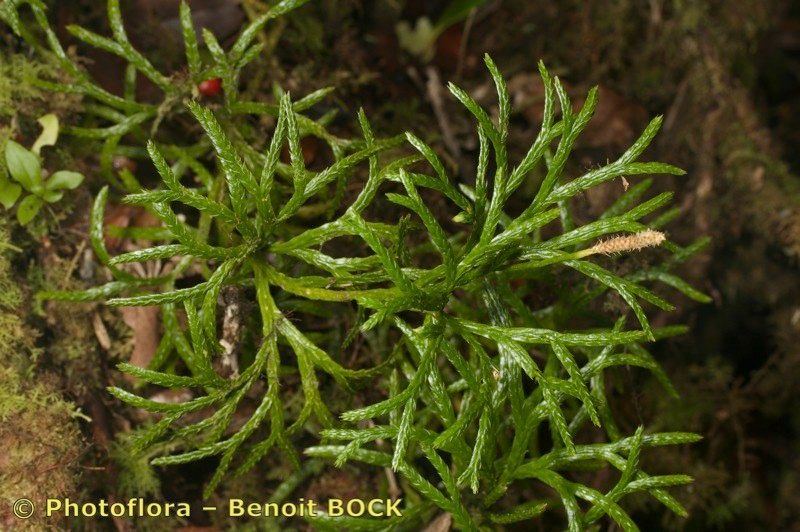 Lycopodium madeirense habit