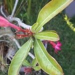 Adenium obesum